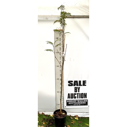 6 - ONE MOUNTAIN ASH SORBUS 'JOSEPH ROCK' OVER 230CMS. IN A 12 LTR POT, THIS IS AN UPRIGHT TREE WITH PIN... 