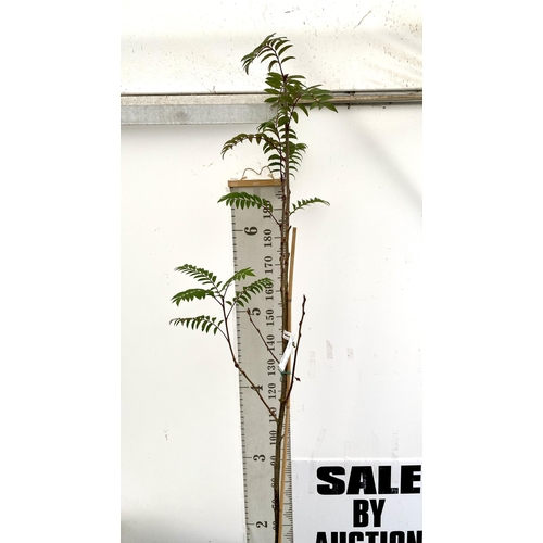 6 - ONE MOUNTAIN ASH SORBUS 'JOSEPH ROCK' OVER 230CMS. IN A 12 LTR POT, THIS IS AN UPRIGHT TREE WITH PIN... 