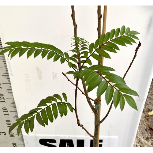 6 - ONE MOUNTAIN ASH SORBUS 'JOSEPH ROCK' OVER 230CMS. IN A 12 LTR POT, THIS IS AN UPRIGHT TREE WITH PIN... 