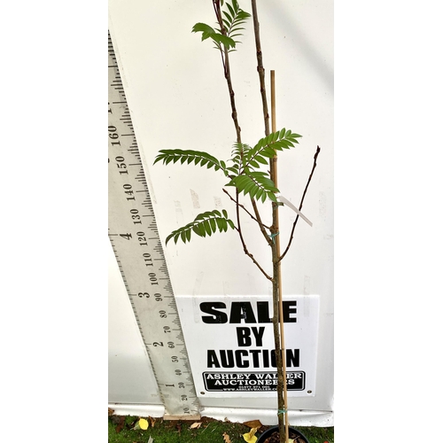 6 - ONE MOUNTAIN ASH SORBUS 'JOSEPH ROCK' OVER 230CMS. IN A 12 LTR POT, THIS IS AN UPRIGHT TREE WITH PIN... 