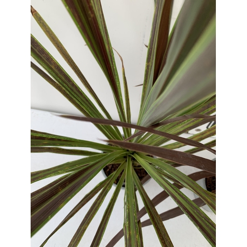 60 - TWO CORDYLINE AUSTRALIS IN RED AND GREEN IN 2 LTR POTS. APPROX 80-90CM IN HEIGHT TO BE SOLD FOR THE ... 