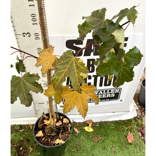 61 - ONE ACER PLATANOIDES 'CRIMSON KING' PURPLE MAPLE TREE OVER 230CM IN HEIGHT IN A 12 LITRE POT. LIME G... 