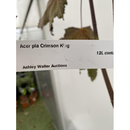 61 - ONE ACER PLATANOIDES 'CRIMSON KING' PURPLE MAPLE TREE OVER 230CM IN HEIGHT IN A 12 LITRE POT. LIME G... 