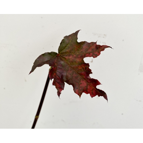 62 - ONE ACER PLATANOIDES 'CRIMSON KING' PURPLE MAPLE TREE APPROX 200CM IN HEIGHT IN A 12 LITRE POT. LIME... 