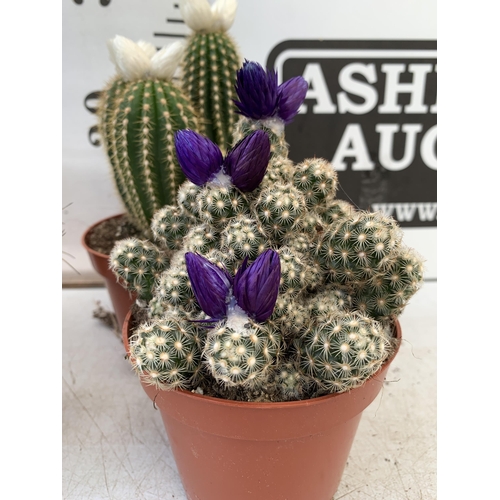 63 - FOUR ORNAMENTAL CACTUS HOUSE PLANTS IN 8CM POTS. APPROX 20-30CM TALL TO BE SOLD FOR THE FOUR