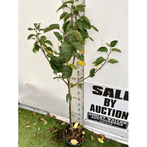 67 - ONE COOKING APPLE BRAMLEY'S SEEDING MALUS TREE. APPROX 170CM TALL IN A 12 LTR POT. PROPAGATED FROM T... 