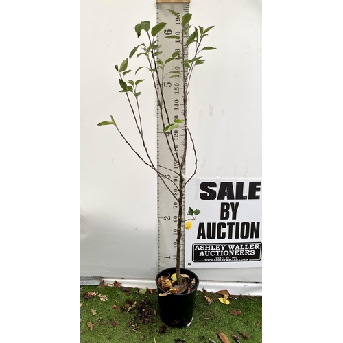 68 - ONE COOKING APPLE BRAMLEY'S SEEDING MALUS TREE. APPROX 190CM TALL IN A 12 LTR POT. PROPAGATED FROM T... 