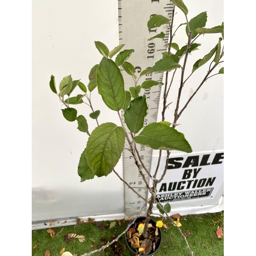 68 - ONE COOKING APPLE BRAMLEY'S SEEDING MALUS TREE. APPROX 190CM TALL IN A 12 LTR POT. PROPAGATED FROM T... 