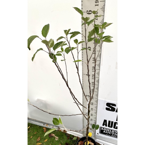 68 - ONE COOKING APPLE BRAMLEY'S SEEDING MALUS TREE. APPROX 190CM TALL IN A 12 LTR POT. PROPAGATED FROM T... 