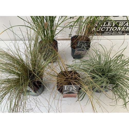 69 - FIVE ORNAMENTAL GRASSES- THREE CAREX 'PRAIRIE FIRE' AND 'EVEREST' AND 'FROSTED CURLS', ONE PENNISETU... 