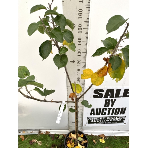 70 - ONE COOKING APPLE BRAMLEY'S SEEDING MALUS TREE. APPROX 180CM TALL IN A 12 LTR POT. PROPAGATED FROM T... 