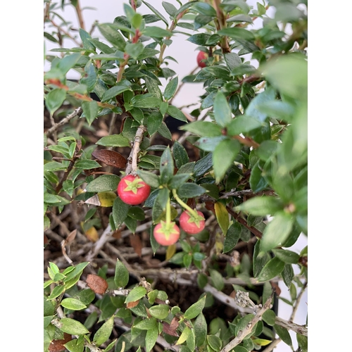 73 - TWO PERNETTYA GAULTHERIA MURONATA 'MULBERRY WINE' IN 7 LTR POTS. WITH LARGE DARK PINK ROUND BERRIES,... 