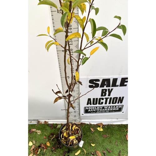 74 - ONE PEAR PYRUS FRUIT TREE WILLIAMS' BON CHRETIEN APPROX 190CM TALL. IN A 12 LTR POT WITH NO VAT, THI... 