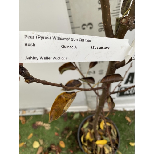 74 - ONE PEAR PYRUS FRUIT TREE WILLIAMS' BON CHRETIEN APPROX 190CM TALL. IN A 12 LTR POT WITH NO VAT, THI... 