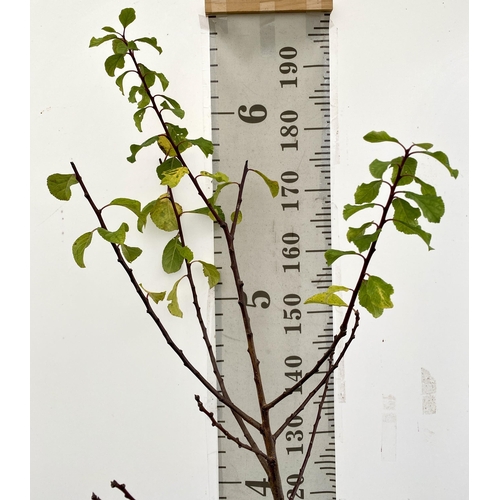 75 - A GREENGAGE TREE 'OLD GREENGAGE' APPROX 2 METRES IN HEIGHT IN A 12 LTR POT. SELECTED BY RHS FOR ITS ... 