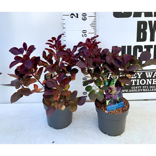 76 - TWO COTINUS COGGYGRIA 'ROYAL PURPLE' SMOKE BUSH IN 3 LTR POTS APPROX 50CM IN HEIGHT TO BE SOLD FOR T... 