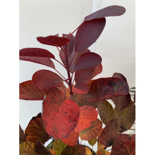 76 - TWO COTINUS COGGYGRIA 'ROYAL PURPLE' SMOKE BUSH IN 3 LTR POTS APPROX 50CM IN HEIGHT TO BE SOLD FOR T... 