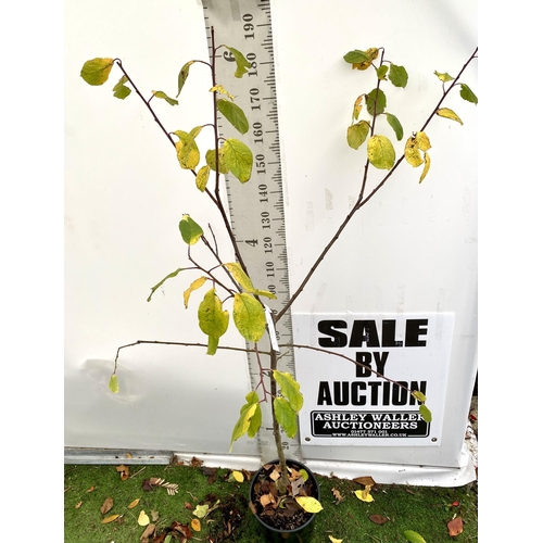 77 - ONE PLUM PRUNUS FRUIT TREE 'VICTORIA'. APPROX 2 METRES IN HEIGHT IN A 12 LTR POT. OVAL BRIGHT RED FR... 