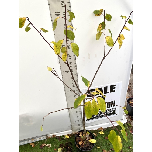 77 - ONE PLUM PRUNUS FRUIT TREE 'VICTORIA'. APPROX 2 METRES IN HEIGHT IN A 12 LTR POT. OVAL BRIGHT RED FR... 