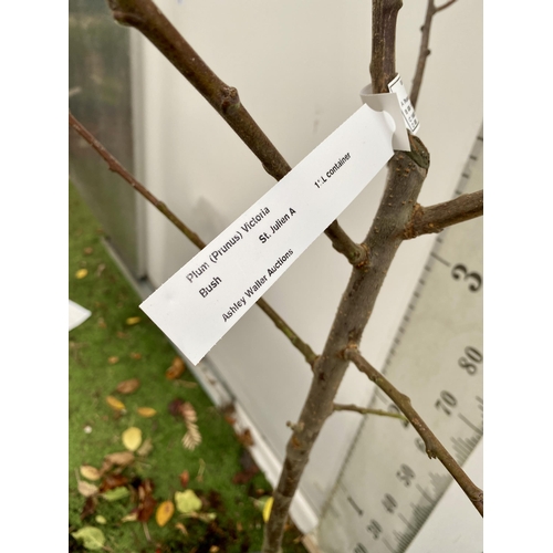 77 - ONE PLUM PRUNUS FRUIT TREE 'VICTORIA'. APPROX 2 METRES IN HEIGHT IN A 12 LTR POT. OVAL BRIGHT RED FR... 