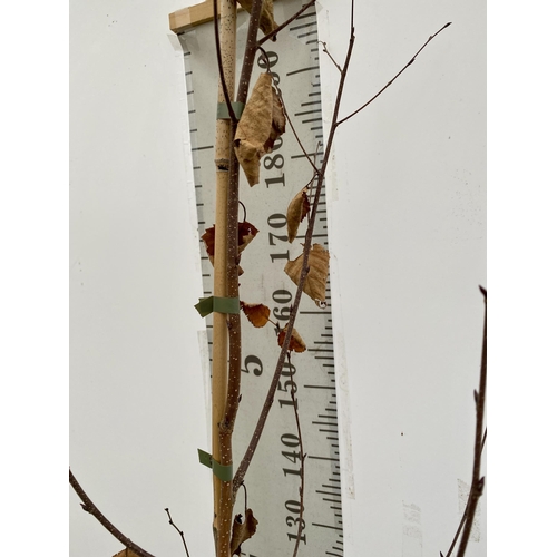 79 - ONE HIMALAYAN BIRCH BETULA UTILIS VARIETY JACQUEMONTII TREE OVER 220CM IN A 12 LTR POT. TREE HAS A C... 