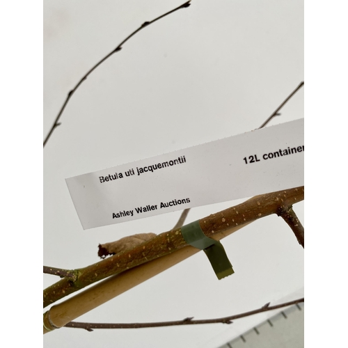 79 - ONE HIMALAYAN BIRCH BETULA UTILIS VARIETY JACQUEMONTII TREE OVER 220CM IN A 12 LTR POT. TREE HAS A C... 