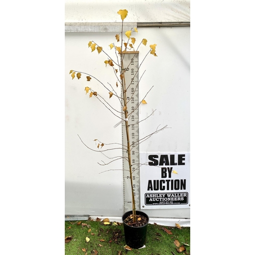 80 - ONE SILVER BIRCH BETULA ALBA PENDULA TREE APPROX 230CM IN A 12 LTR POT. TREE HAS WHITE PEELING BARK ... 