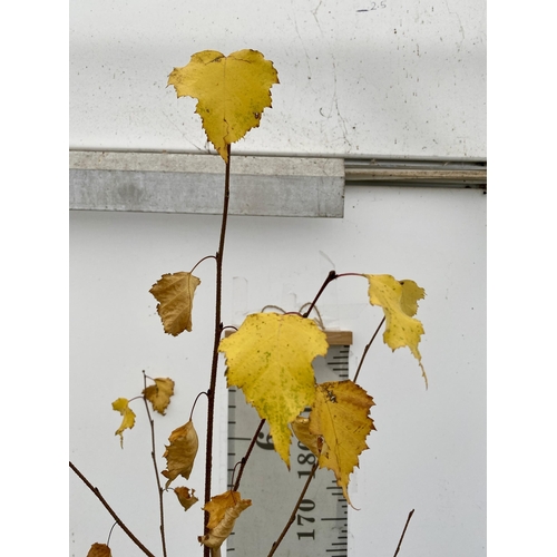 80 - ONE SILVER BIRCH BETULA ALBA PENDULA TREE APPROX 230CM IN A 12 LTR POT. TREE HAS WHITE PEELING BARK ... 