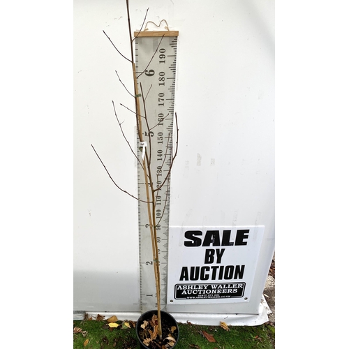 81 - ONE HIMALAYAN BIRCH BETULA UTILIS VARIETY JACQUEMONTII TREE OVER 230CM IN A 12 LTR POT. TREE HAS A C... 