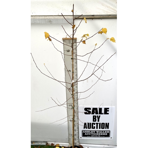 82 - ONE SILVER BIRCH BETULA ALBA PENDULA TREE OVER 2.5 METRES IN A 12 LTR POT. TREE HAS WHITE PEELING BA... 