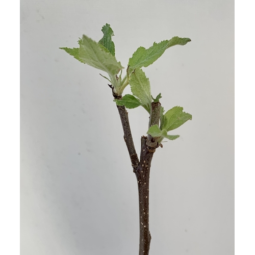 84 - FOUR FRUIT TREES TO INCLUDE MALUS DOMESTICA APPLE 'JONAGOLD', PLUM PRUNUS DOMESTICA 'OPEL', PEAR DOM... 