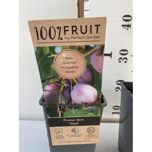 89 - TWO FRUIT TREES TO INCLUDE MALUS DOMESTICA APPLE 'JONAGOLD' AND PLUM PRUNUS DOMESTICA 'OPEL' TO BE S... 