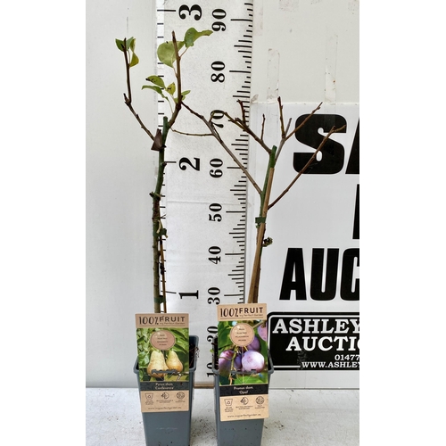 90 - TWO FRUIT TREES ONE CONFERENCE PEAR, AND ONE PLUM OPEL APPROX 70-90CM IN HEIGHT. TO BE SOLD FOR THE ... 