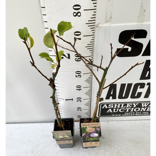 90 - TWO FRUIT TREES ONE CONFERENCE PEAR, AND ONE PLUM OPEL APPROX 70-90CM IN HEIGHT. TO BE SOLD FOR THE ... 