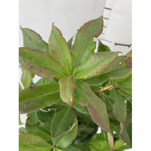 91 - TWO AZALEA MOLLIS ONE 'NABUCCO' IN RED AND ONE 'LUTEUM' IN YELLOW IN 2 LTR POTS. APPROX 40-50CM IN H... 