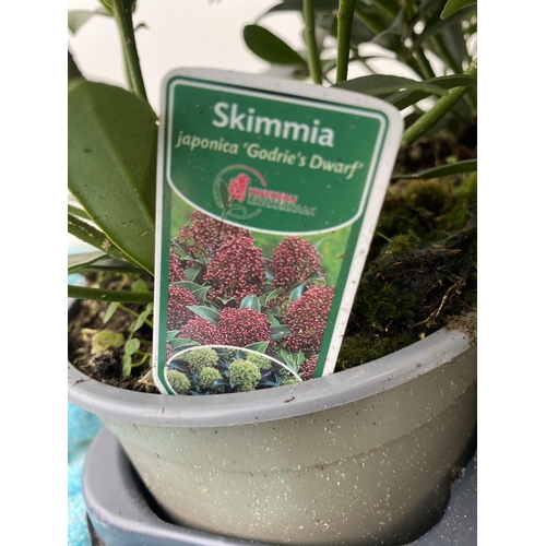 92 - SIX RED SKIMMIA JAPONICA 'GODRIE'S DWARF' IN 1.5 LTR POTS ON A TRAY. APPROX 40CM IN HEIGHT TO BE SOL... 