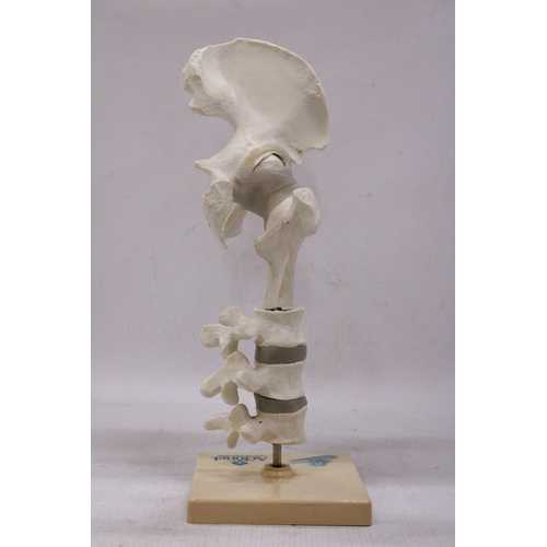 183 - A VINTAGE SKELETON/ANATOMY MODEL BY ACTONEL