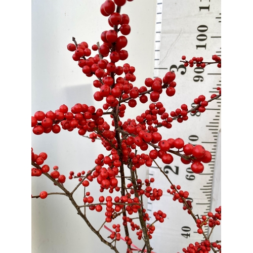 2 - TWO LARGE HOLLY ILEX VERTICILLATA WINTERBERRY IN 5 LTR POTS. APPROX 120CM TALL LADEN WITH BERRIES. T... 