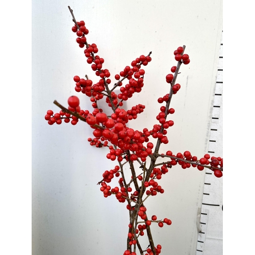 2 - TWO LARGE HOLLY ILEX VERTICILLATA WINTERBERRY IN 5 LTR POTS. APPROX 120CM TALL LADEN WITH BERRIES. T... 