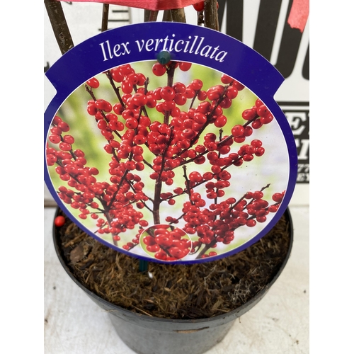 2 - TWO LARGE HOLLY ILEX VERTICILLATA WINTERBERRY IN 5 LTR POTS. APPROX 120CM TALL LADEN WITH BERRIES. T... 