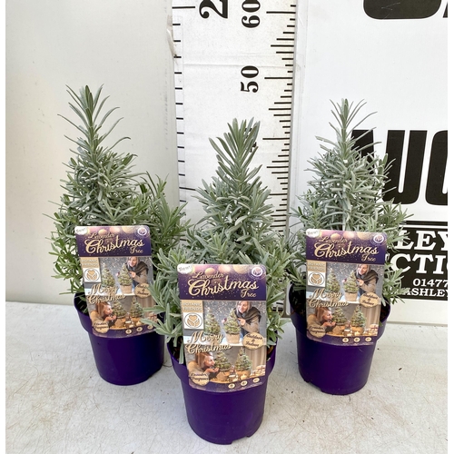 228 - THREE LAVENDER CHRISTMAS TREE PLANTS APPROX 50CM IN HEIGHT. IN 2 LTR POTS, TO BE SOLD FOR THE THREE