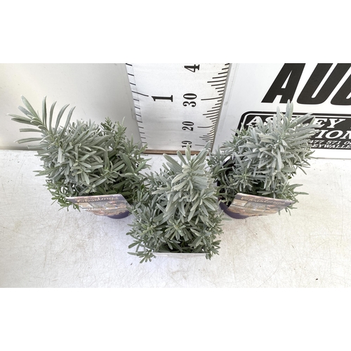 228 - THREE LAVENDER CHRISTMAS TREE PLANTS APPROX 50CM IN HEIGHT. IN 2 LTR POTS, TO BE SOLD FOR THE THREE