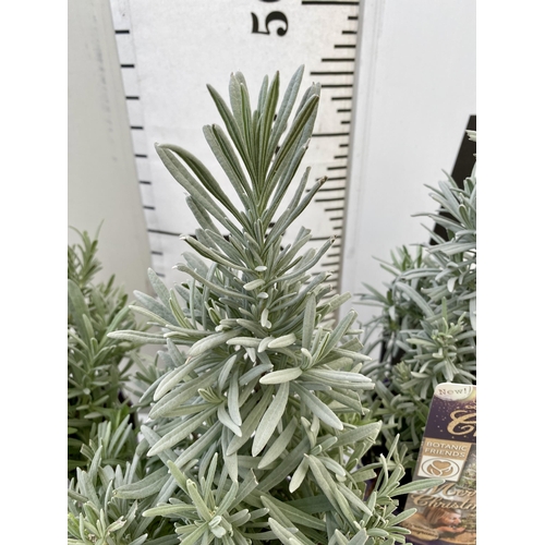 228 - THREE LAVENDER CHRISTMAS TREE PLANTS APPROX 50CM IN HEIGHT. IN 2 LTR POTS, TO BE SOLD FOR THE THREE