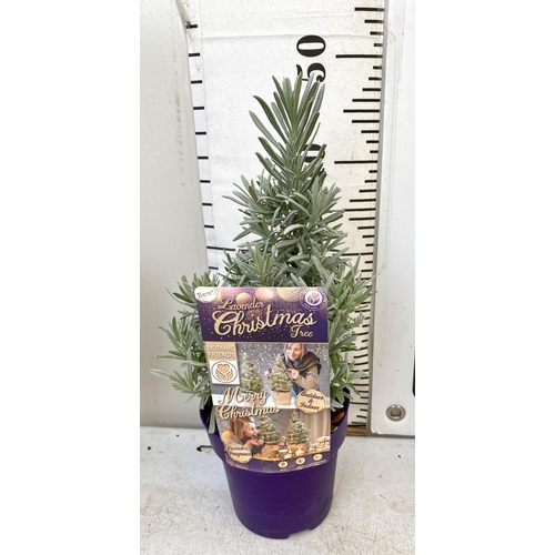 228 - THREE LAVENDER CHRISTMAS TREE PLANTS APPROX 50CM IN HEIGHT. IN 2 LTR POTS, TO BE SOLD FOR THE THREE