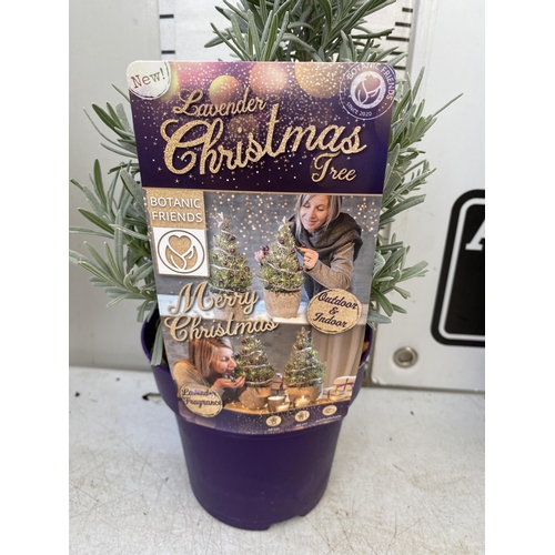 228 - THREE LAVENDER CHRISTMAS TREE PLANTS APPROX 50CM IN HEIGHT. IN 2 LTR POTS, TO BE SOLD FOR THE THREE