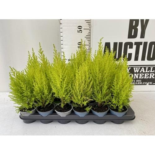 232 - TWENTY FOUR CUPRESSUS CONIFERS 'WILMA' IN 7CM POTS ON A TRAY. APPROX 30-40CM IN HEIGHT. TO BE SOLD F... 