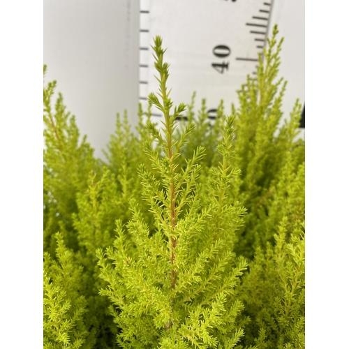 232 - TWENTY FOUR CUPRESSUS CONIFERS 'WILMA' IN 7CM POTS ON A TRAY. APPROX 30-40CM IN HEIGHT. TO BE SOLD F... 