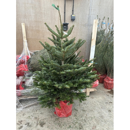 260 - FIVE POT GROWN NORDMAN FIR CHRISTMAS TREES 120CM/150CM