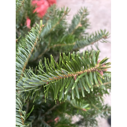 260 - FIVE POT GROWN NORDMAN FIR CHRISTMAS TREES 120CM/150CM