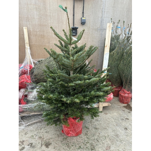 262 - FIVE POT GROWN NORDMAN FIR CHRISTMAS TREES 120CM/150CM